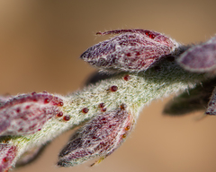 Errazurizia multifoliolata