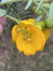 Senna multiglandulosa