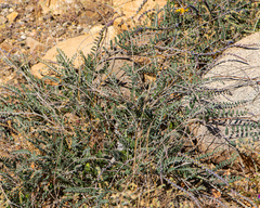 Errazurizia multifoliolata