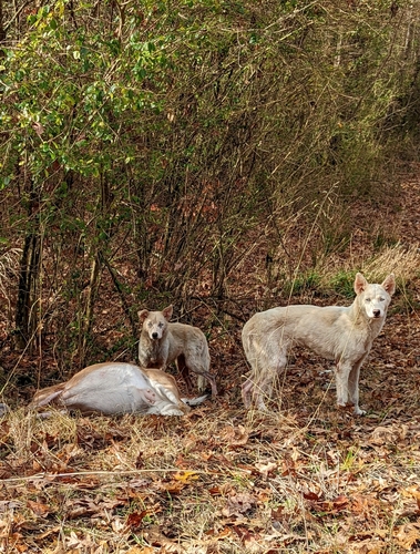 White-tailed Deer photographed in Alabama