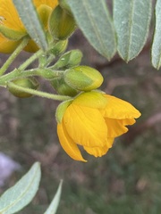 Senna multiglandulosa
