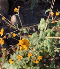 Simsia lagasceiformis