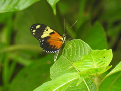 Heliconius hecale melicerta