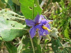 Solanum gomphodes