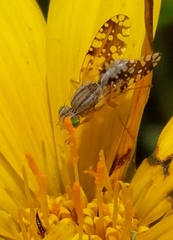 Insizwa striatifrons