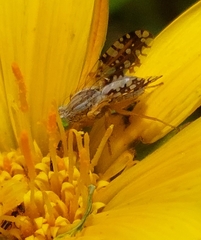 Insizwa striatifrons