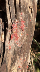 Herpothallon rubrocinctum