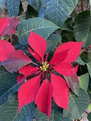 Euphorbia pulcherrima