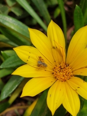 Insizwa striatifrons