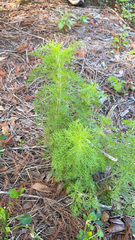 Eupatorium capillifolium