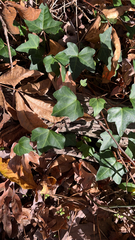 Hedera helix