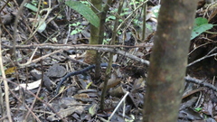 Lampropeltis micropholis