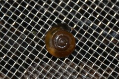 Oxychilus navarricus