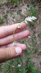 Froelichia floridana campestris