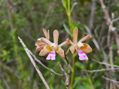 Psychilis krugii