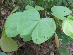 Bauhinieae