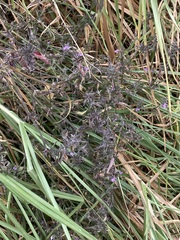 Dicliptera peduncularis