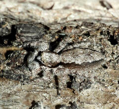 Platycryptus