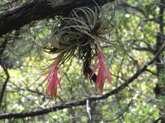 Tillandsia