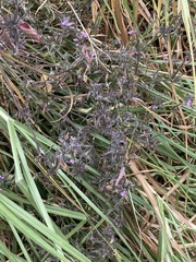 Dicliptera peduncularis