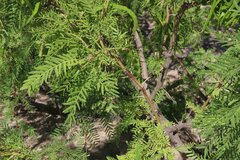 Prosopis glandulosa