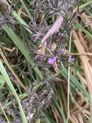 Dicliptera peduncularis