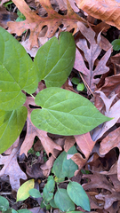 Endodeca serpentaria