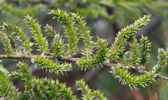 Salix viminalis