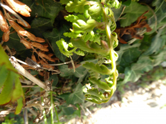 Asplenium billotii
