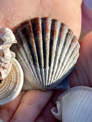 Argopecten irradians