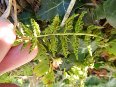 Asplenium billotii