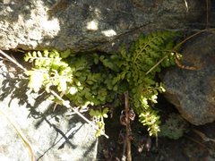 Asplenium billotii