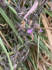 Dicliptera peduncularis