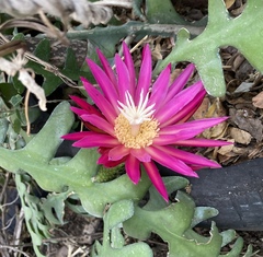 Selenicereus anthonyanus