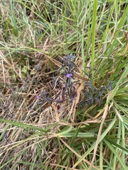 Dicliptera peduncularis