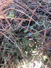 Vaccinium crassifolium