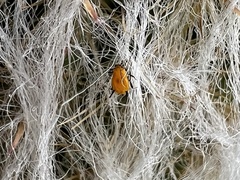Aphis nerii