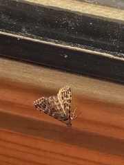 Alucita montana
