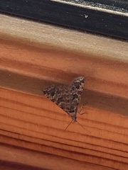 Alucita montana