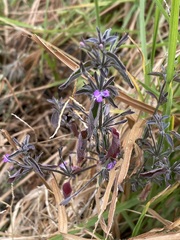 Dicliptera peduncularis