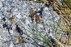 Juncus compressus