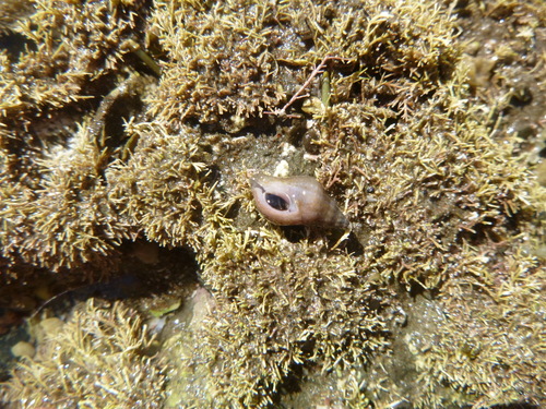 Buccinulum vittatum