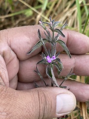 Dicliptera peduncularis