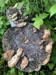 Trametes ochracea