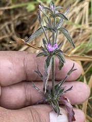 Dicliptera peduncularis