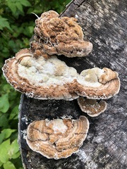 Trametes ochracea