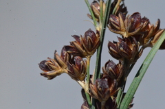 Juncus compressus