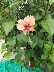 Hibiscus