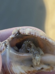 Isocheles wurdemanni