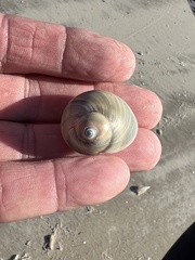 Neverita duplicata